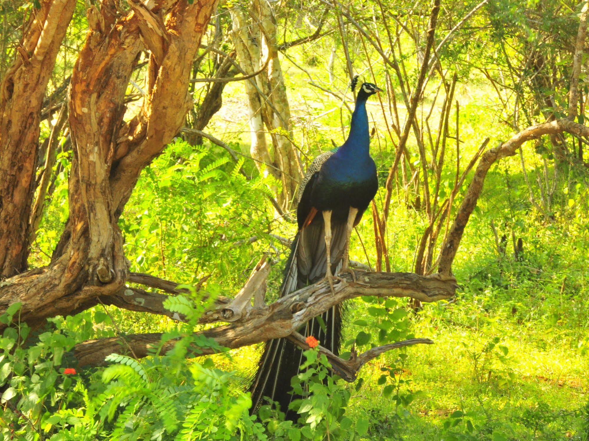 Отель Yala Beddegama Eco Катарагама Экстерьер фото